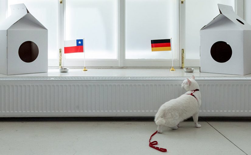 Achille le chat prédira les résultats de la coupe du monde 2018