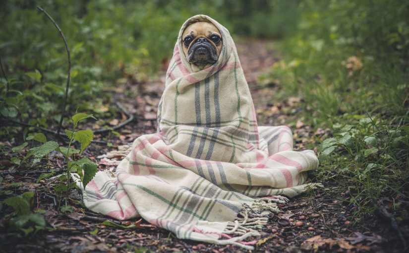 Rêver de son chien mort : pourquoi ? est-ce prémonitoire ?