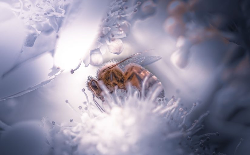 Rêver d’abeilles : les significations