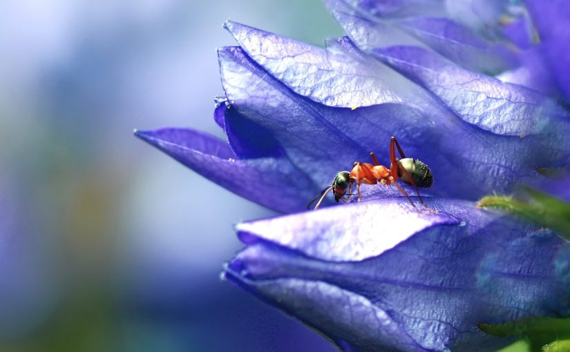 Rêver de fourmis : quelles significations ?