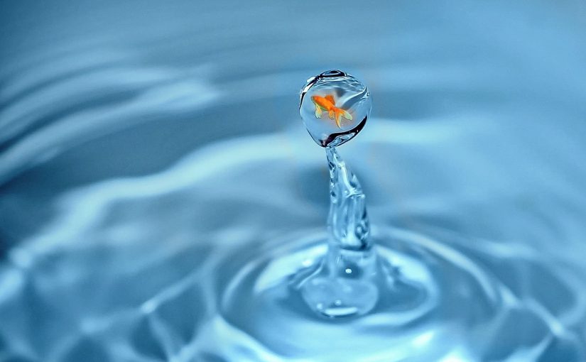 Rêver de poisson : quelles significations ?