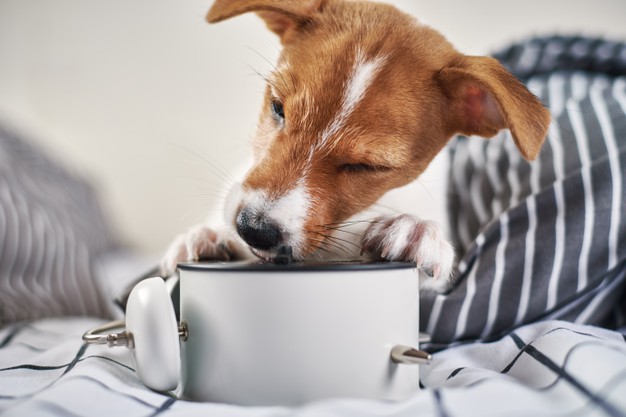 La race de chien selon votre signe astro