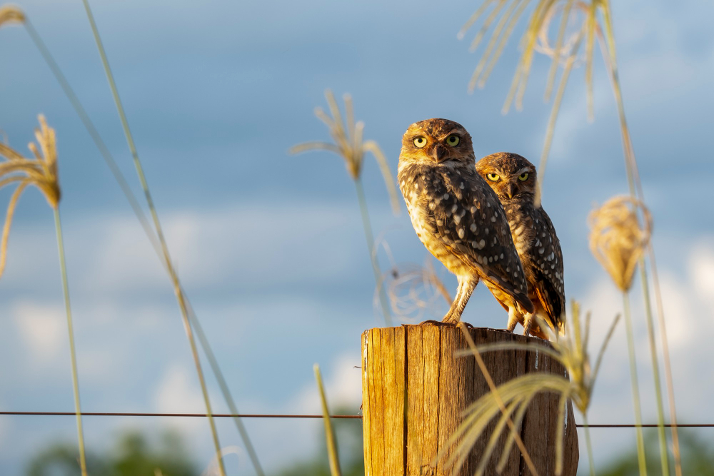 Signification de rêver de chouette