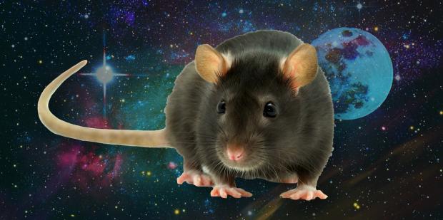 Rêver de rat, quelles significations ?