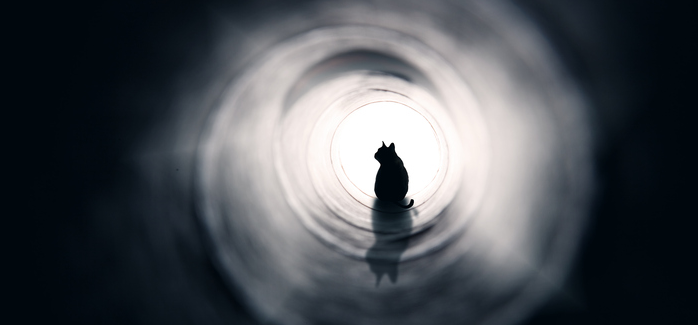 Communiquer avec l’âme de son chien ou chat après sa mort
